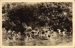 CPA Chasse a courre Cheverny Bat l'eau Chien Chiens 