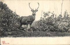 Vintage Postcard Chasse has courre Cerf