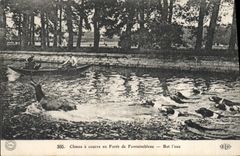 CPA Chasse a courre en Chien Foret de Rambouillet Chiens 