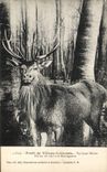 CPA Chasse a courre Foret de Villers Cotterets Equipage Menier Hallali de cerf a la Montagnette 