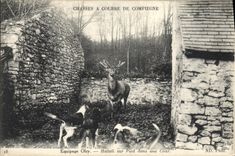 Vintage Postcard Chasse has courre of Compiegne Equipage Olry Hallali on foot in a court Chien Dogs