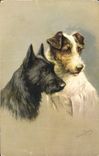 CPA Chiens Chien 