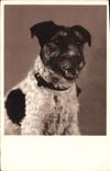 CPA Chiens Chien 