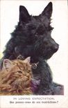 CPA Chiens Chien Chat Chaton In loving expectation 