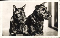 CPA Chiens Chien 