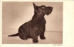 CPA Chiens Chien 