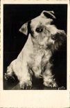 CPA Chiens Chien 