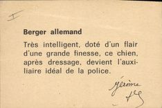 CPM Chiens Chien Berger allemand 