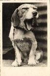 CPA Chiens Chien 