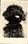 CPA Chiens Chien 