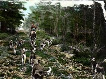 CPM Chasse a courre Foret de Troncais Chiens Chien 