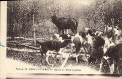 Vintage Postcard Chasse has courre Foret of Villers Cotterets Hallali to the round captain Chiens Dog