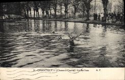 CPA Chasse a courre Chantilly Le bat l'eau Chiens Chien 