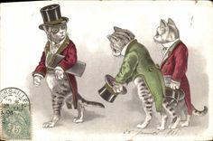 CPA Chats chat Chaton 