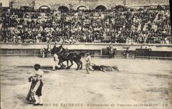CPA Corrida Course de taureaux Enlevement du taureau apres la mort 