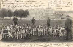CPA Chasse a courre chantilly Promenade de la meute Chiens Chien 