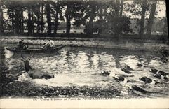 CPA Chasse a courre en Foret de Fontainebleau Bat l'eau Chiens Chien 