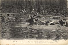 CPA Chasse a courre en Foret de Fontainebleau Bat l'eau Chiens Chien Cerf 