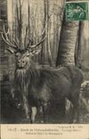 Vintage Postcard Chasse has courre Foret of Villers Cotterets Equipage Menier Hallali of stag has Montagnette