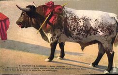 CPA Corrida Course de taureaux Avant l'estocade 