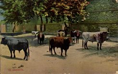 CPA Corrida Course de taureaux En encierro 