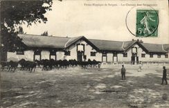 CPA Cheval Equitation Hippisme Ferme Hippique de Suippes Les chevaux dans les parcours 