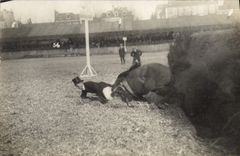 CARTE PHOTO Cheval Equitation Hippisme 