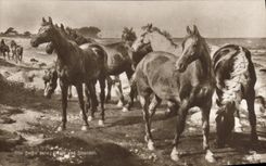 Vintage Postcard Hippisme Horsemanship Otto Covers Horses