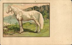 Vintage Postcard Horsemanship Equestrian sports Russian Horse Trotter Russia Russia