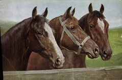 CPA Equitation Hippisme Cheval 