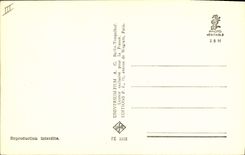 CPM Cinema O W Fischer 