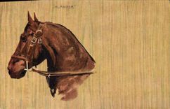 CPA Equitation Hippisme Cheval Jralander 