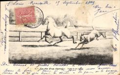 CPA Equitation Hippisme La vie d'un Cheval 