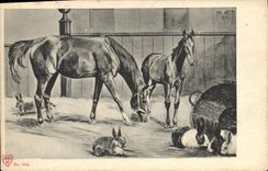 Vintage Postcard Horse Horsemanship Equestrian sports Rabbits
