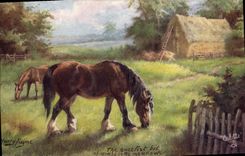 CPA Cheval Equitation Hippisme Harry Payne 