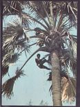 Gambie Gambia Postcard with Banul can dated 1983 Fleurs to Berhill on Sea  Sussex  England