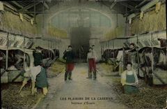 Vintage Postcard Horse Horsemanship Interior Equestrian sports of Militaria stable