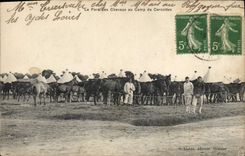CPA Cheval Equitation Hippisme Le parc des chevaux au Camp de Cercottes 
