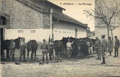 Vintage Postcard Horse Horsemanship Equestrian sports Artillery Militaria grooming