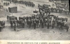 CPA Cheval Equitation Hippisme Requisition de chevaux par l'armee allemande Militaria 