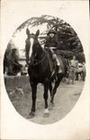 CARTE PHOTO Enfant Cheval Hippisme Equitation 