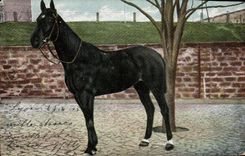 CPA Cheval Hippisme Equitation 