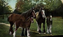 CPA Cheval Hippisme Equitation 