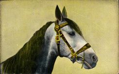 CPA Cheval Hippisme Equitation 