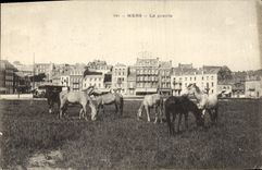 Vintage Postcard Horse Equestrian sports Horsemanship Seas the meadow