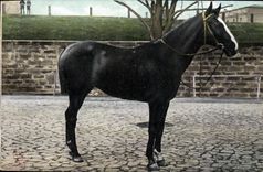 CPA Cheval Hippisme Equitation 