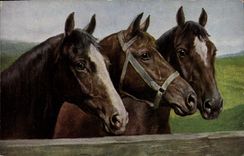 CPA Cheval Hippisme Equitation 