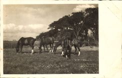 CPA Cheval Hippisme Equitation 