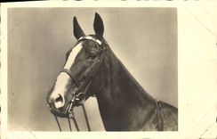 CPA Cheval Hippisme Equitation 