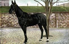 CPA Cheval Hippisme Equitation 